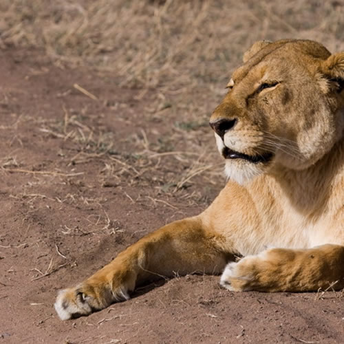 Akagera National Park