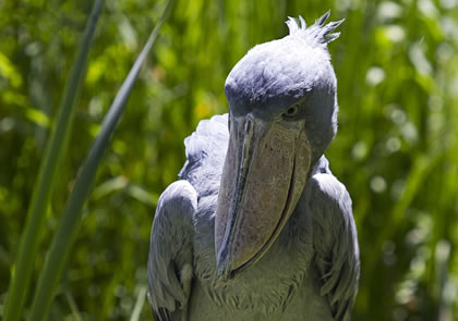 1 Day Mabamba Swamp Shoebill Tour