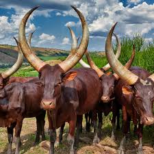 ANKOLE COWS