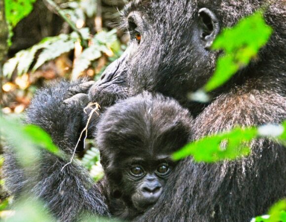EXECITING SAFARIS AROUND THE PEARL OF AFRICA (UGANDA)