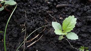 THE  DARK FERTILE SOIL OF UGANDA