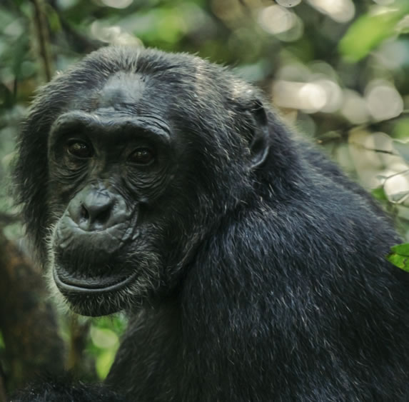 Kibale National Park